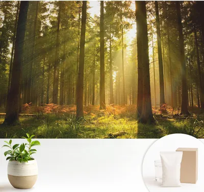 Obrázek produktu pro Samolepicí fototapeta – 104 x 70 cm – tapeta – nástěnná tapeta – nástěnné obrazy – samolepicí fólie – dekorativní fólie – tapetová fólie – stěna – dekorace – obývací pokoj – ráno v lese