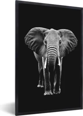 Produktbild von MuchoWow® Gerahmtes Poster Elefant mit großen Ohren vor schwarzem Hintergrund - schwarz und weiß 20x30 cm - Poster mit Schwarzem Bilderrahmen Wandposter Rahmen Foto Bilder - Drucken - Bilder Poster im Rahmen
