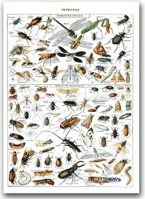 Produktbild von Poster - Canvas - Leinwand - 59,4 cm x 84,1 cm - Fotoposter - Leinwandkunst - Insekten Adolphe Millot