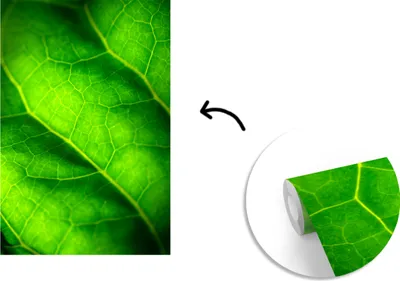 Produktbild von MuchoWow® Fototapete für Wohnzimmer oder Schlafzimmer Wandtapete Vinyl Motivtapete Grüne Farben eines botanischen Blattes - 150x220 cm - Wandbilder