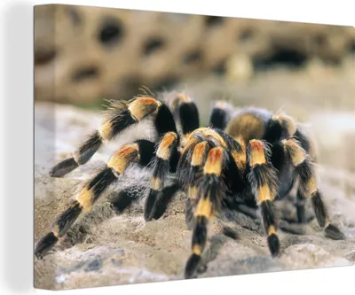 Produktbild von MuchoWow® - Leinwandbilder - Vogelspinne Nahaufnahme, Wandbild, Wanddeko Bilder Wohnzimmer, 120x80 cm