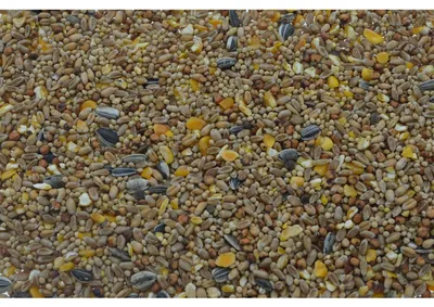 Imagen del producto de Alimentador para aves Tweetfeed, capacidad de 5 kg