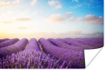 Produktbild von MuchoWow® Poster Lavendel - Himmel - Wolken - Blumen 180x120 cm - Fotoplakat