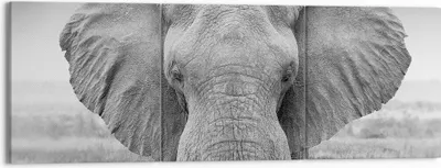 Produktbild von Bild auf Leinwand - Leinwandbild - 3 Teile - Elefant Afrika Tier - 150x50cm - Wand Bild - Wanddeko - Wandbilder - Leinwanddruck - Bilder - Wanddekoration - Leinwand bilder - Wandbild - CA150x50-5072