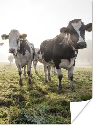 Produktbild von MuchoWow® Poster Kühe - Licht - Gras - Tiere 120x160 cm - Wandbilder
