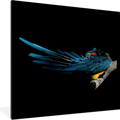 Produktbild von MuchoWow® Gerahmtes Poster Vogel - Federn - Zweig - Schwarz 40x40 cm - Poster mit Schwarzem Bilderrahmen Wandposter Rahmen Foto Bilder - Mit Rahmen - Wanddekoration Schlafzimmer
