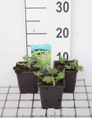 Produktbild von 6 x Geranium palustre - Sumpf-Storchschnabel - Topf 9 x 9 cm