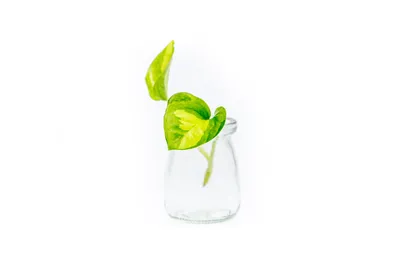 Obrázok produktu pre Gardners Epipremnum Global Green - odrezky na zakorenenie