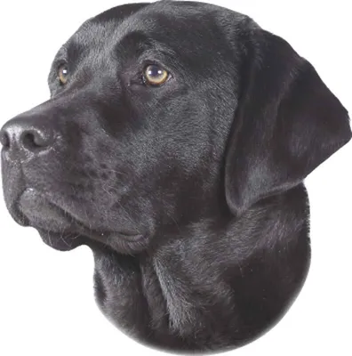 Produktbild von Nobby Aufkleber Labrador schwarz