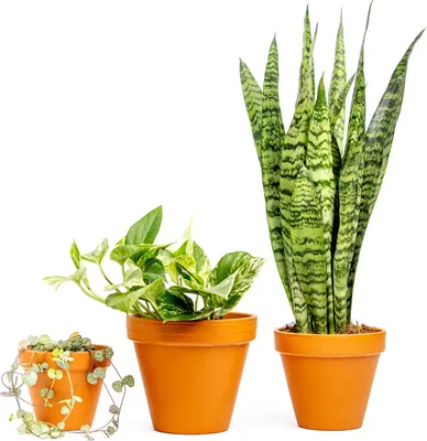 Obrázok produktu pre Gardners Sada rastlín pre montovaný dom