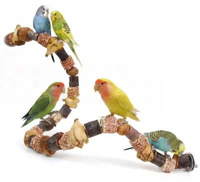 Imagen del producto de Perchas de madera para loros y aves