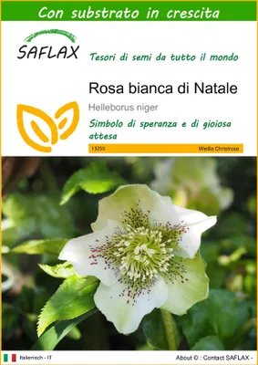 Immagine prodotto di SAFLAX - Rosa bianca di Natale - 6 semi - Con substrato - Helleborus
