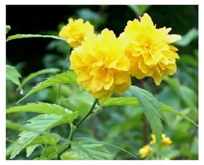 Produktbild von Ranunkelstrauch Pleniflora - Goldröschen - Kerria japonica Pleniflora (40-60)