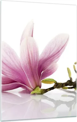Produktbild von Bilder auf glas - Einteilig - Magnolie blume natur pflanze - 50x70cm - Glasbilder - Wandbilder - Bilder - Wanddekoration aus Glas - Glas Bilder - Wandbild auf Glas - GPA50x70-2641