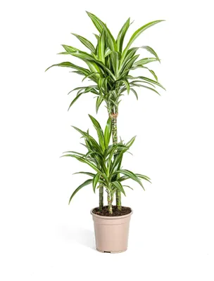 Immagine prodotto di Dracaena - Dracaena deremensis White Stripe - 90-110 cm di altezza