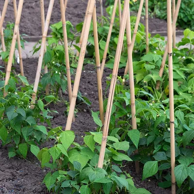 Produktbild von 250 x Bambusstäbe 105cm, aus natürlichem Bambus, Bambusstangen als Rankhilfe oder Deko, Bambusrohre zum Basteln, natur