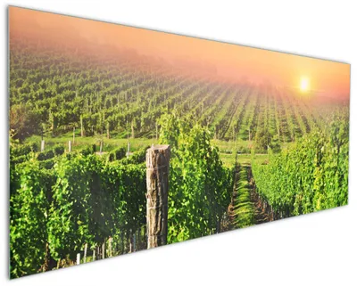 Produktbild von Wallario Küchenrückwand aus Glas, Größe: 125 x 50 cm, Motiv: Weinberg mit untergehender Sonne | Spritzschutz | abwischbar | pflegeleicht | in