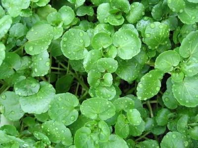 Produktbild von Brunnenkresse Samen, scharfwürzig-aromatisch, hoher Vitamin C-Gehalt, ca. 200 Samen