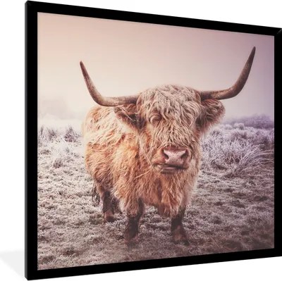 Produktbild von MuchoWow® Gerahmtes Poster Schottische Hochlandbewohner - Licht - Himmel - Natur 40x40 cm - Poster mit Schwarzem Bilderrahmen Wandposter Rahmen Foto Bilder - Mit Rahmen - Wanddekoration Schlafzimmer