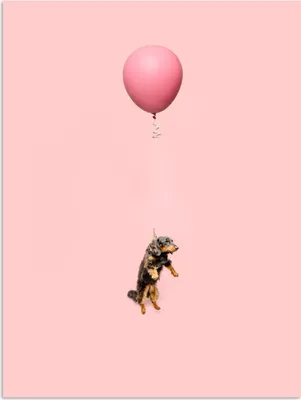 Produktbild von MuchoWow® Poster Dackel auf einem rosa Luftballon 120x160 cm - Wandbilder