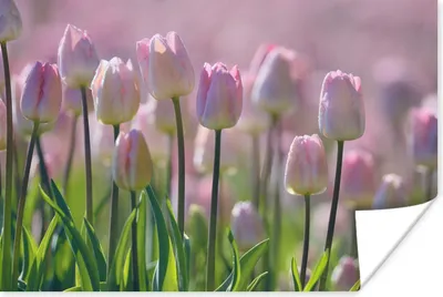 Produktbild von MuchoWow® Poster Rosa Tulpen im Frühling 60x40 cm - Schlafzimmerdekoration