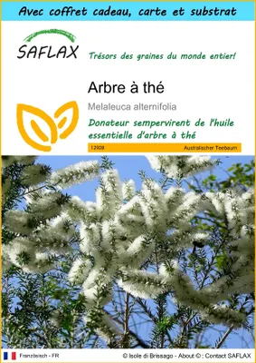 Image de SAFLAX Ensemble-cadeau - Arbre à thé - 400 graines - Melaleuca