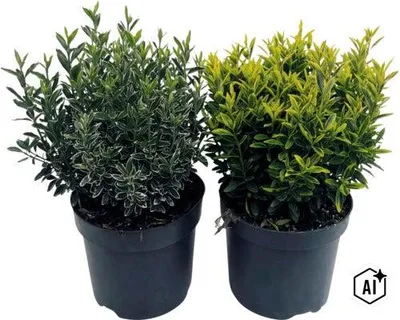 Obrázek produktu pro Brslen japonský FloraSelf Euonymus japonicus 'Microphyllus' květináč 5 l