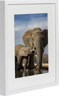 A framed picture of two elephants drinking water.