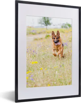 Produktbild von MuchoWow® MuchoWow® Gerahmtes Poster Deutscher Schäferhund spaziert zwischen bunten Blumen 30x40 cm - Poster mit zchwarzem Bilderrahmen - Wandposter Schlafzimmer