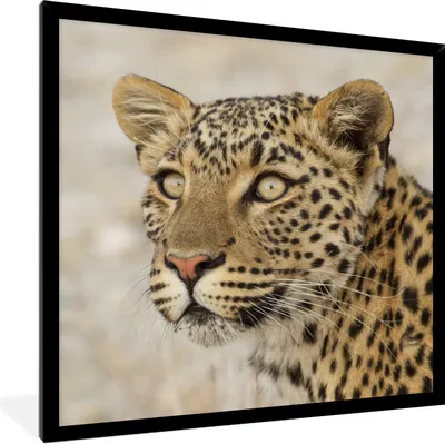 Produktbild von MuchoWow® Gerahmtes Poster Leopard - Makro - Braun 40x40 cm - Poster mit Schwarzem Bilderrahmen Wandposter Rahmen Foto Bilder - Mit Rahmen - Wanddekoration Schlafzimmer