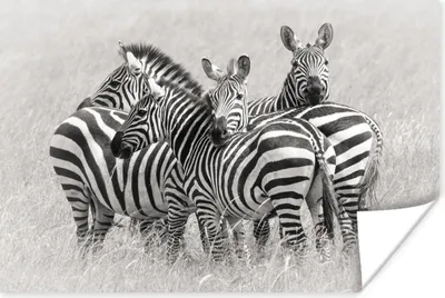 Produktbild von MuchoWow® Poster Gruppe von Zebras 180x120 cm - Fotoplakat