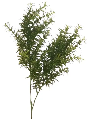 Produktbild von Kunstpflanze Sprengeriezweig ca 50-65cm. Asparagus Zierspargel Beiwerk