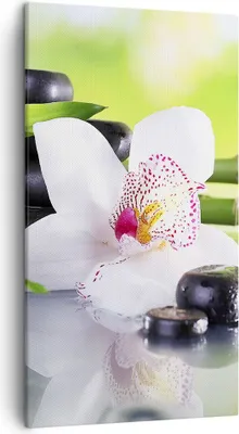 Produktbild von Bild auf Leinwand - Leinwandbild - blume orchidee - 45x80cm - Wand Bild - Wanddeko - Wandbilder - Leinwanddruck - Bilder - Kunstdruck - Wanddekoration - Leinwand bilder - Wandkunst - PA45x80-3659