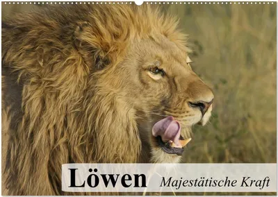 Produktbild von Löwen. Majestätische Kraft (Wandkalender 2026 DIN A2 quer), CALVENDO Monatskalender