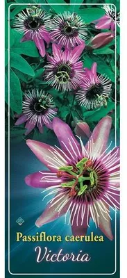 Immagine prodotto di Passiflora resistente al freddo Passiflora Victoria ca. 30 cm - bellezza esotica - pianta rampicante perenne