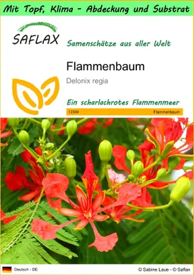 Produktbild von SAFLAX Garden to go - Flammenbaum - Delonix regia - 6 Samen - Mit Topf, Klima - Deckel und Anzuchtsubstrat