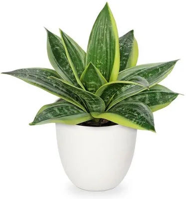 Produktbild von Kunstmatige Sansevieria Lichtgroen Kamerplant