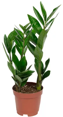 Produktbild von Glücksfeder (Zamioculcas) – Perfekt für Büro, Wohnung & lichtarme Ecken, ca. 35 cm hoch, Topf-Ø 10,5 cm