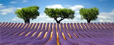 Produktbild von Wallario Poster - Abstraktes lila Blumenfeld mit Lavendel, Kunstdruck Größe: 80 x 200 cm