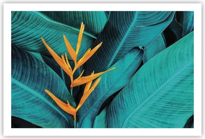 Produktbild von Poster - Poster ohne Rahmen - Blumen Tropen Blätter - 91,5x61 cm - Wand Bild - Wanddeko - Wandbilder - Kunstposter - Wandposter - Bilder - Kunstdruck - Wanddekoration - Wandbild - P2XAA91x61-5116
