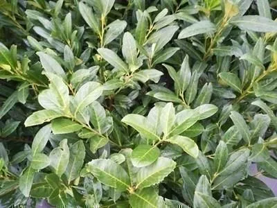 Image de 10 plants de laurier-rose portugais (Prunus lusitanica 'Herbergii') | Hauteur : 30-50 cm, plants non rempotés