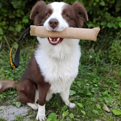 Produktbild von Dingo Hundespielzeug  Jute mit Griff 28 x 6  cm Beisswurst "Wurm"