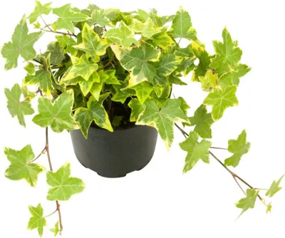 Obrázek produktu pro Břečťan žlutě panašovaný FloraSelf Hedera helix 'Goldchild' květináč Ø 13 cm