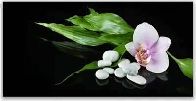 Produktbild von Acrylglasbilder 120x60 Wandbild Druck Blume Steine Blätter Pflanzen