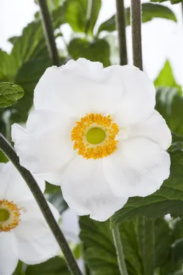 Produktbild von Anemone sylvestris, Schneewindröschen, weiß, ca. 9x9 cm Topf