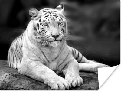 Produktbild von MuchoWow® Poster Tiger - Baum - Weiß - Schwarz 120x90 cm - Wandbild