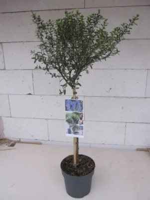 Produktbild von Ceanothus thyrsifolius Concha - Säckelblume Concha - Hochstamm 60 cm