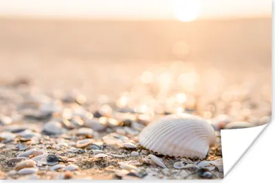 Produktbild von MuchoWow® Poster Muscheln - Weiß - Strand - Sommer 120x80 cm - Bilder