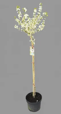 Produktbild von Cercis chinensis ‘Shirobana’ – Chinesischer Judasbaum Hochstamm/Stämmchen - Gesamthöhe 130–140 cm | 80 cm Stammhöhe | Weiße Blüte