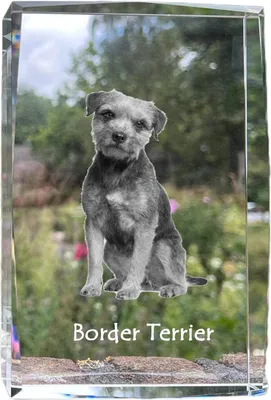 Produktbild von Border Terrier - Kristall mit einem Hundebild, Bild im Glas, moderne Ausstellung des Art-Dog-Bildes.